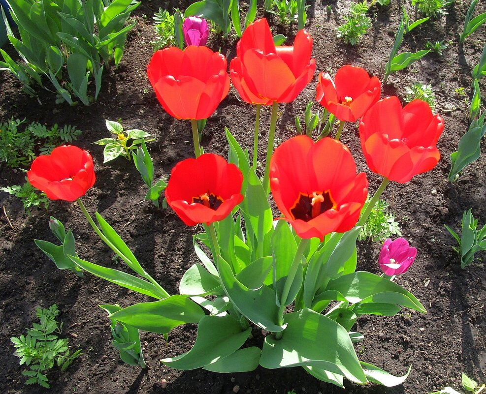 Тюльпаны в саду - Ольга Довженко