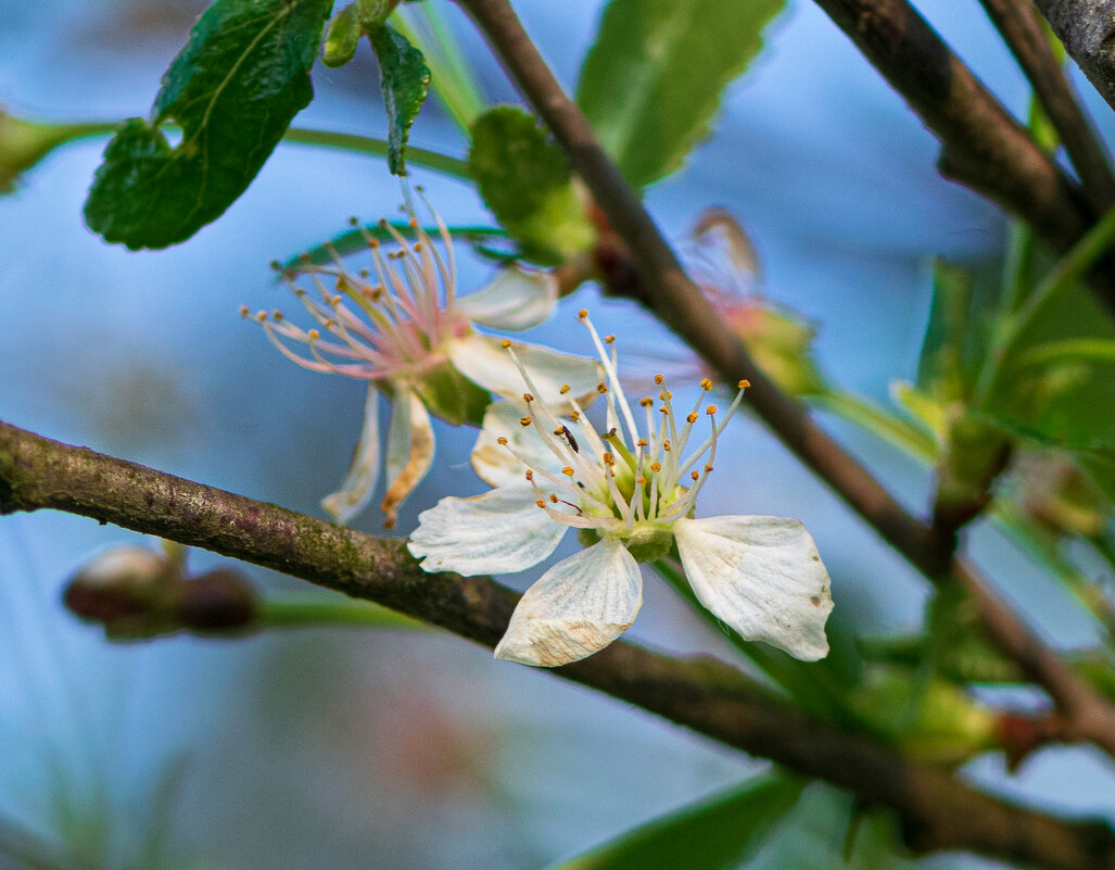 Цветок вишни - Марина Ломина