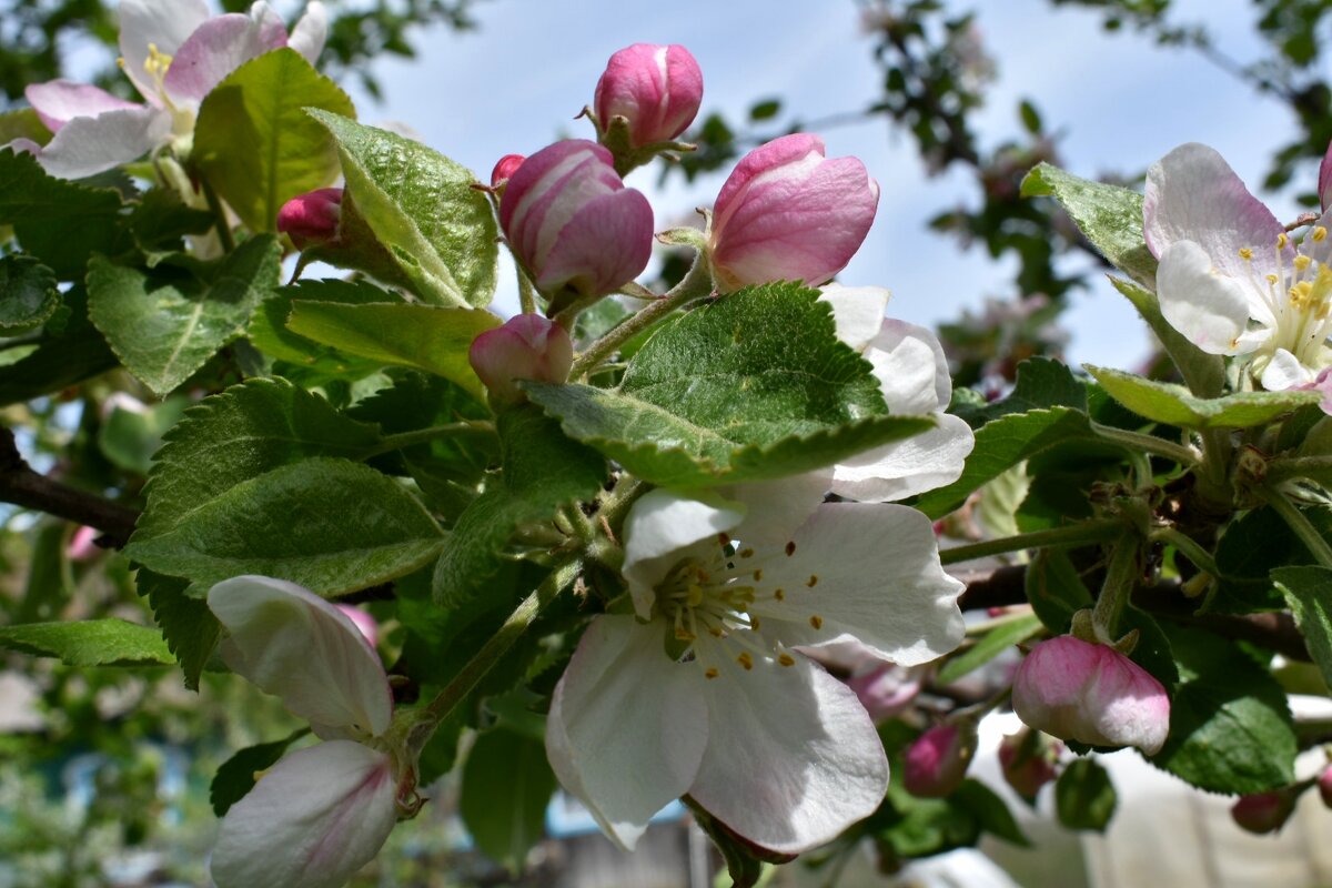 Яблони в цвету - Наталья Короваевич