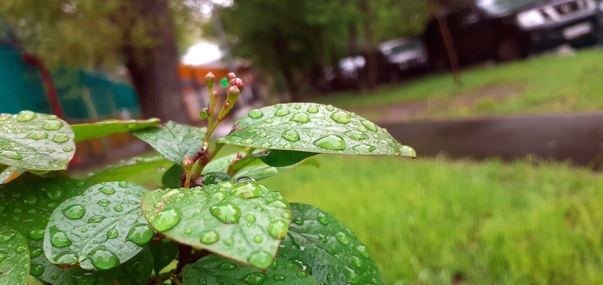 Дождливый май - Елена 