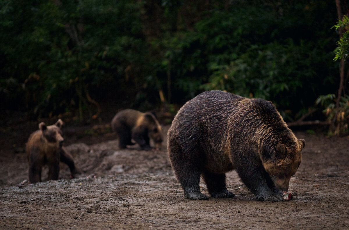 Медвежий ужин - Артём Удодов 