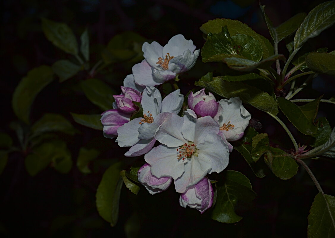 Яблони в цвету... - Galina Serebrennikova