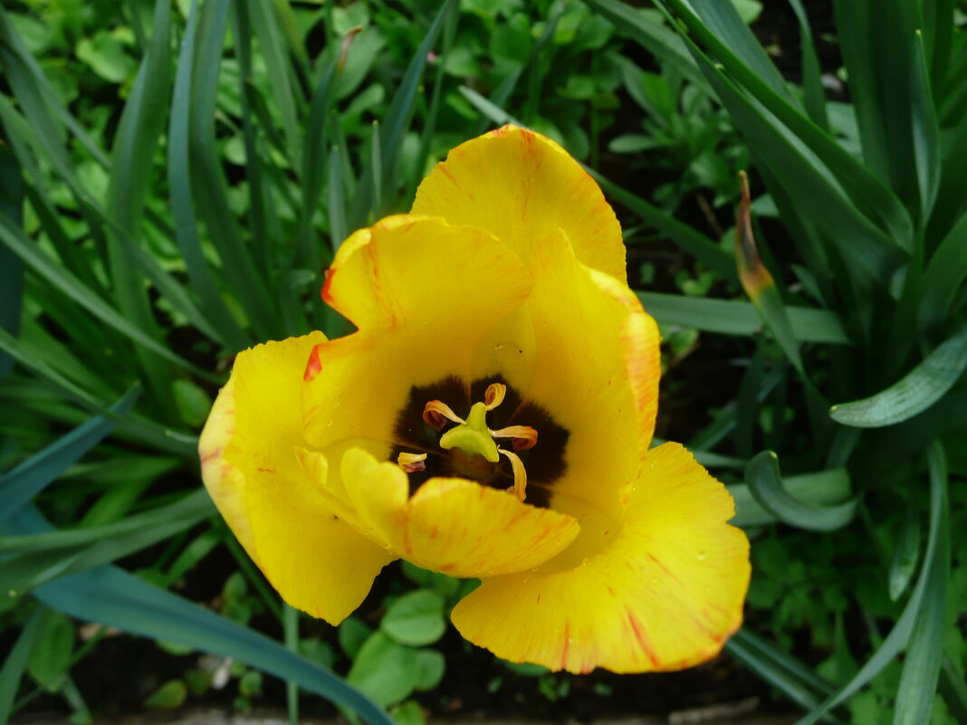 Жёлтый тюльпан - Виктор 