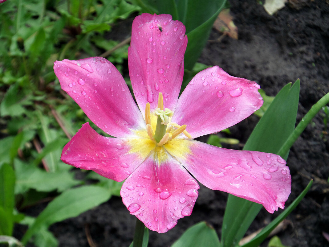 Тюльпан после дождя - MarinaKiseleva 