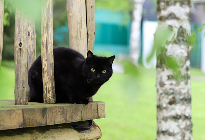 cat - Андрей Богданов АндиСтудия.РФ