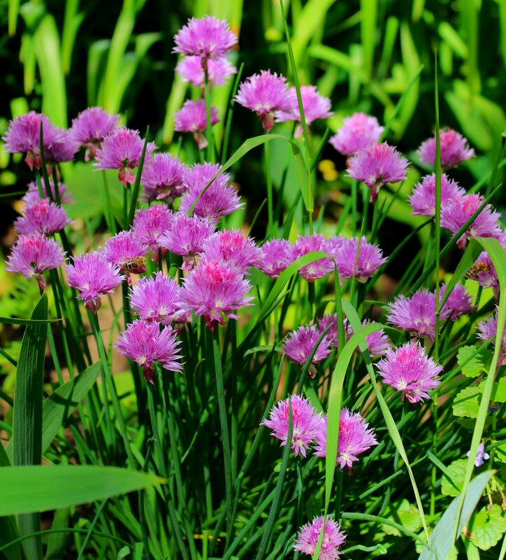 цветы - ольга хакимова
