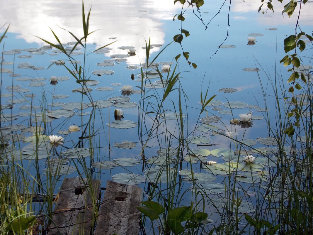 Цветы озера - Galina Solovova