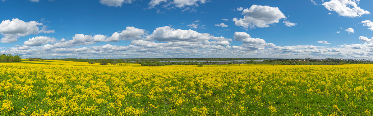 Панорамное фото: рапсовое поле - Николай Северный