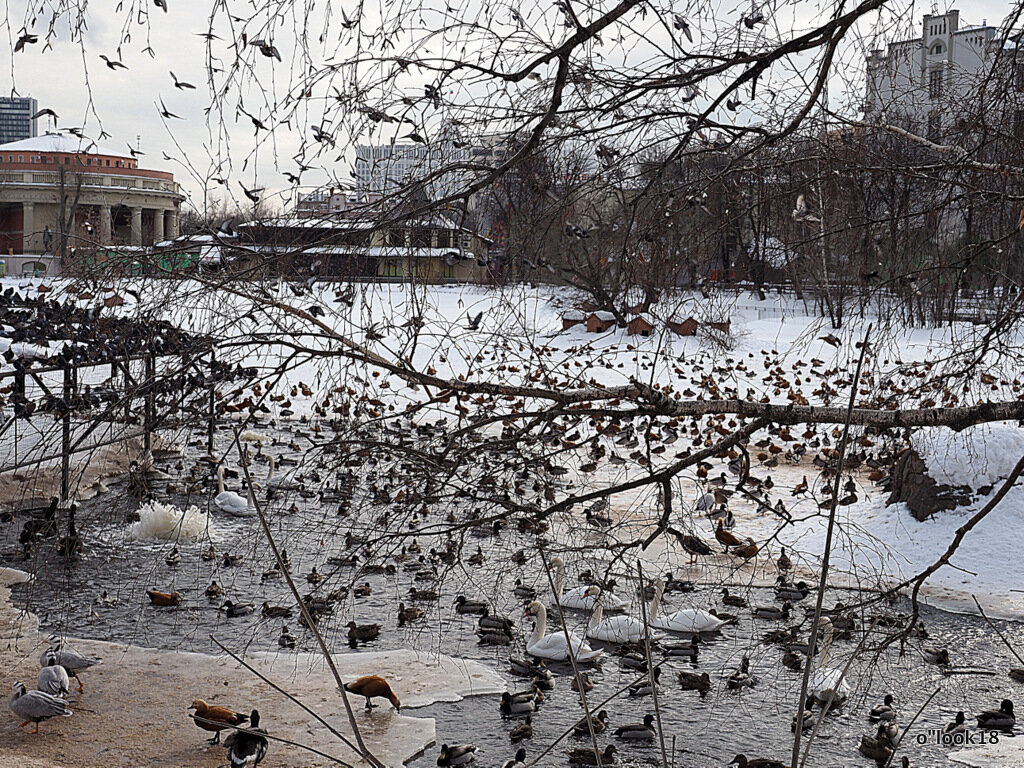 птицы в городе - Олег Лукьянов