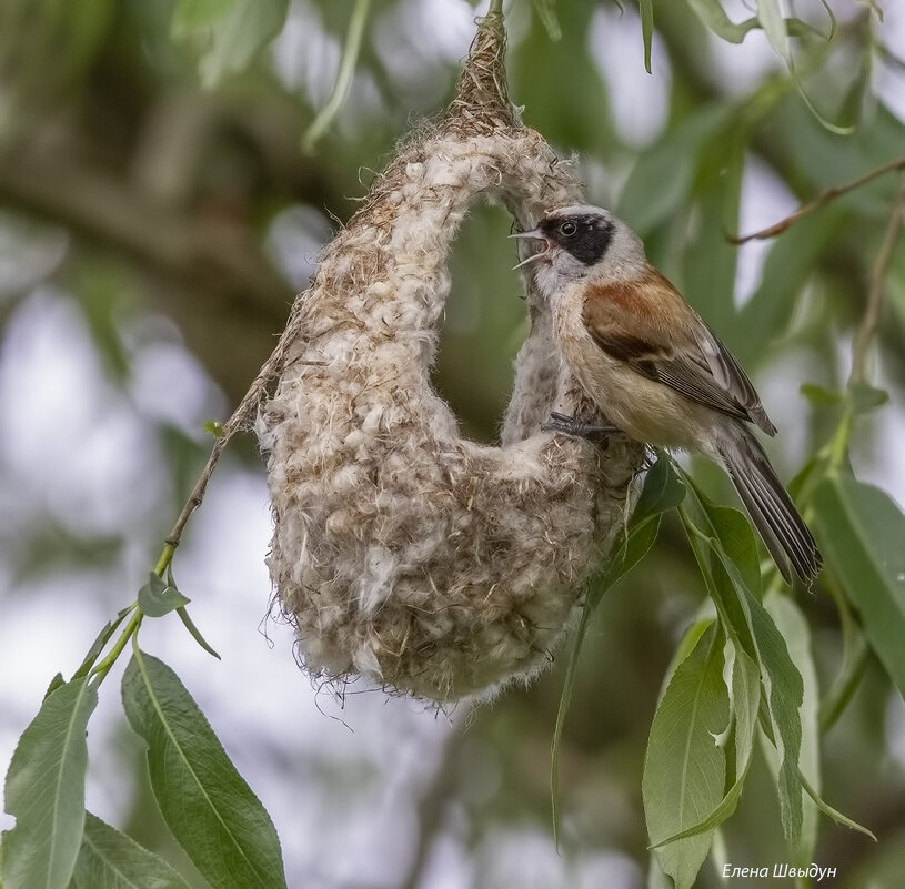 Гнездо для самца ремеза - Елена Швыдун