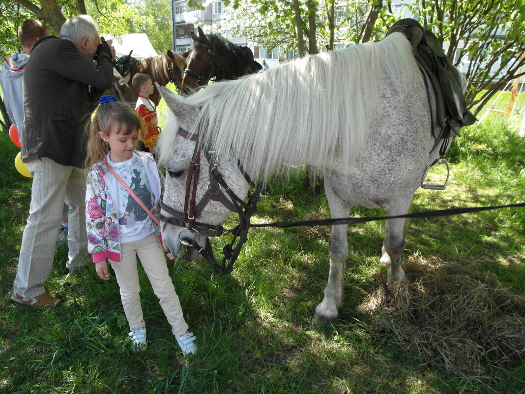 любовь к лошадям - Владимир 