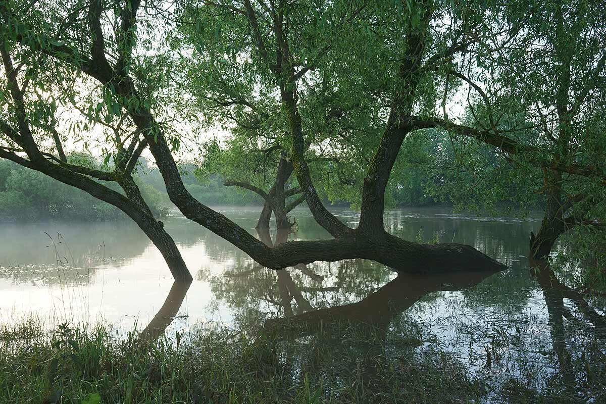 Рассвет  на Протве во время паводка - Сергей Курников