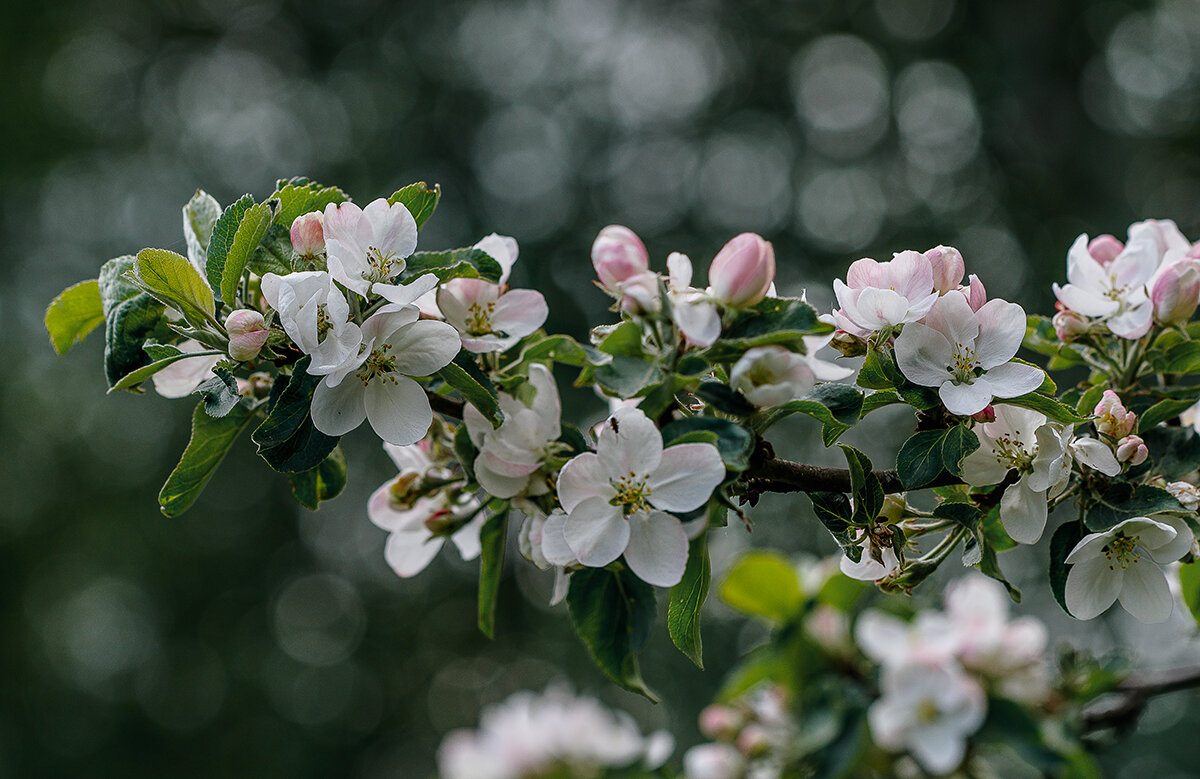 Яблони в цвету - Юлия Ершова
