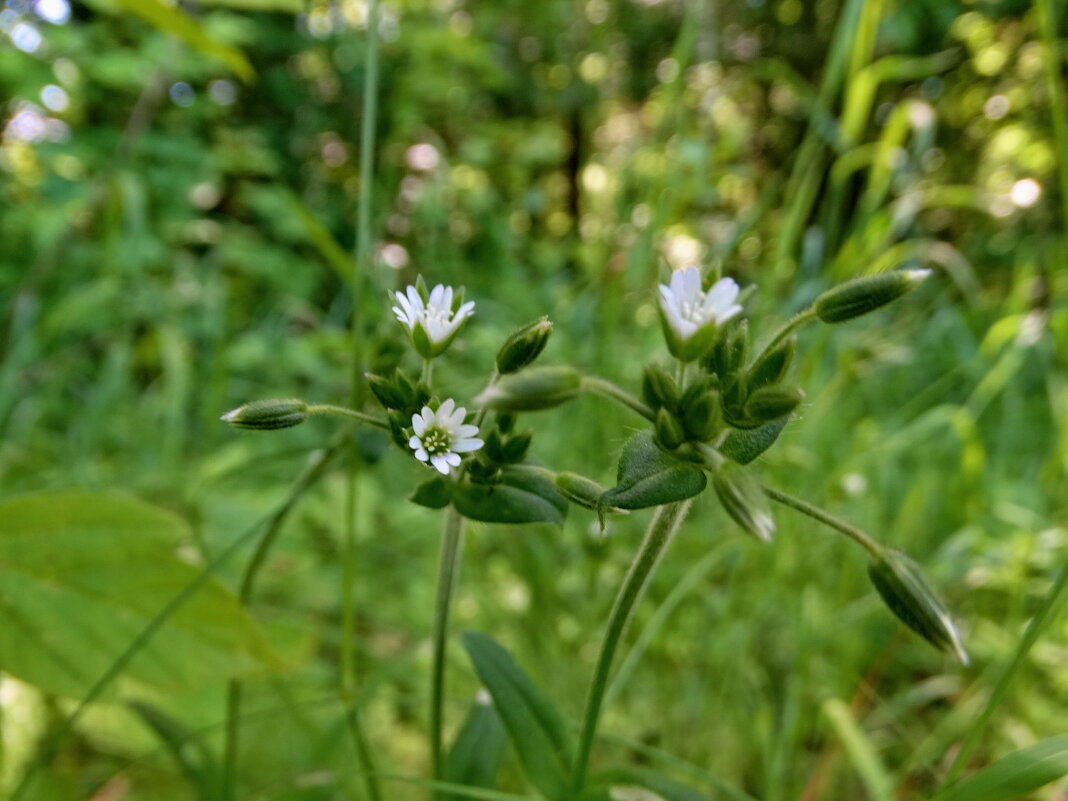 Ясколка. Cerastium heterotrichum Klokov Ясколка разноволосая - ivan 