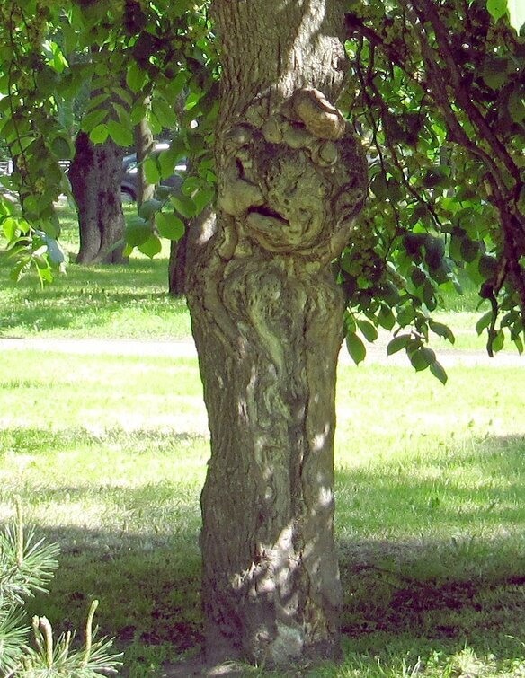 "Кошка" на дереве - Вера Щукина