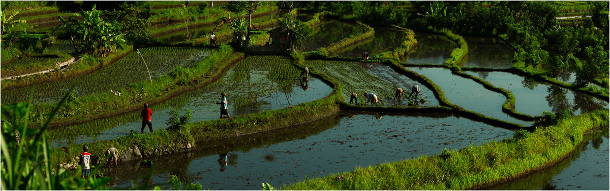 Rice Terrace... - алексей афанасьев