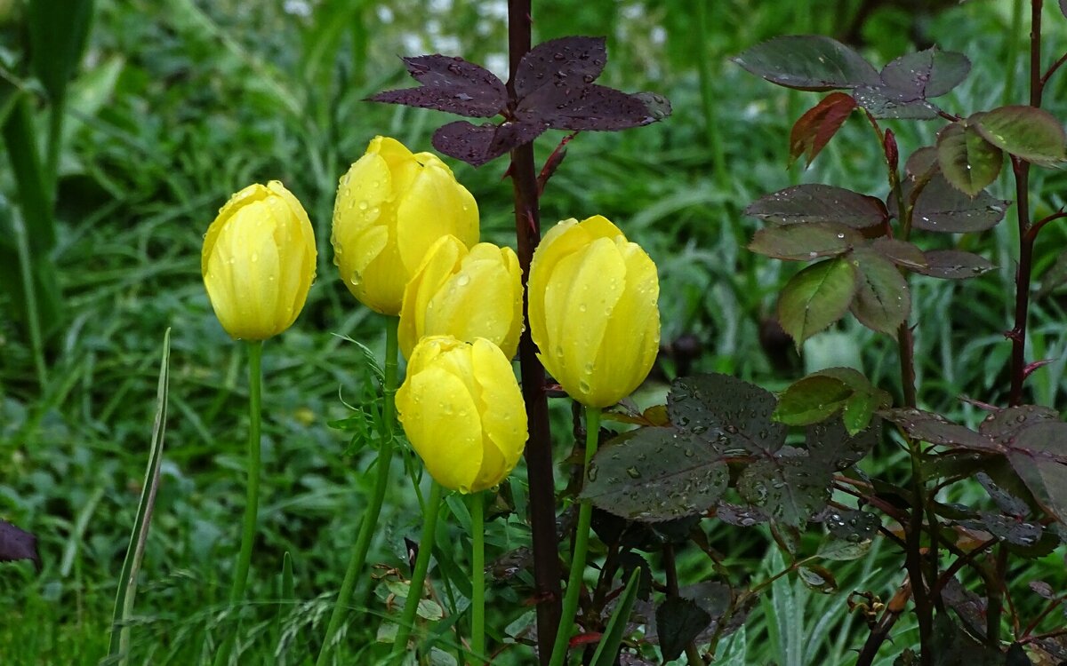 Жёлтые тюльпаны - Милешкин Владимир Алексеевич 