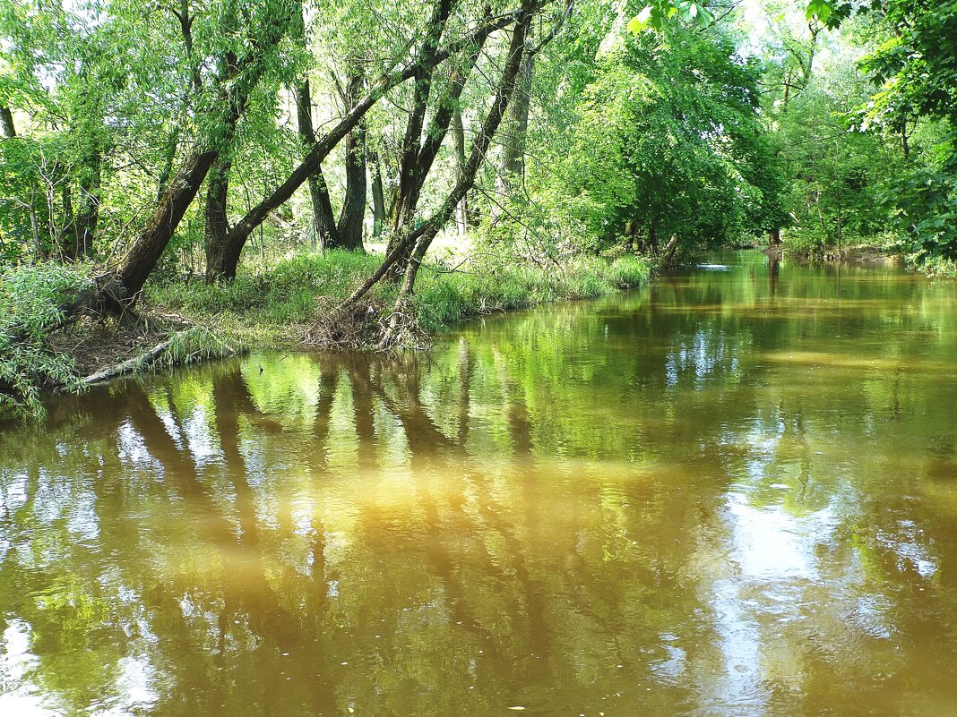Река Сходня в июне - Лидия Бусурина