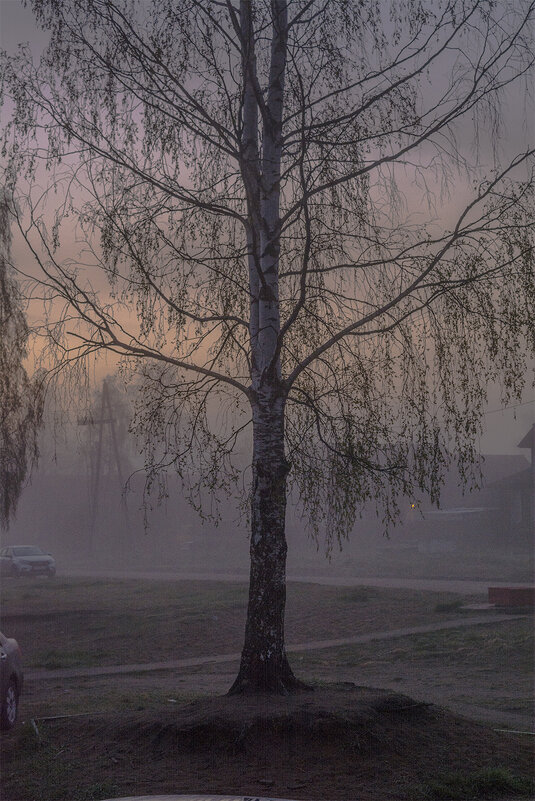 Береза в тумане - Марина Никулина