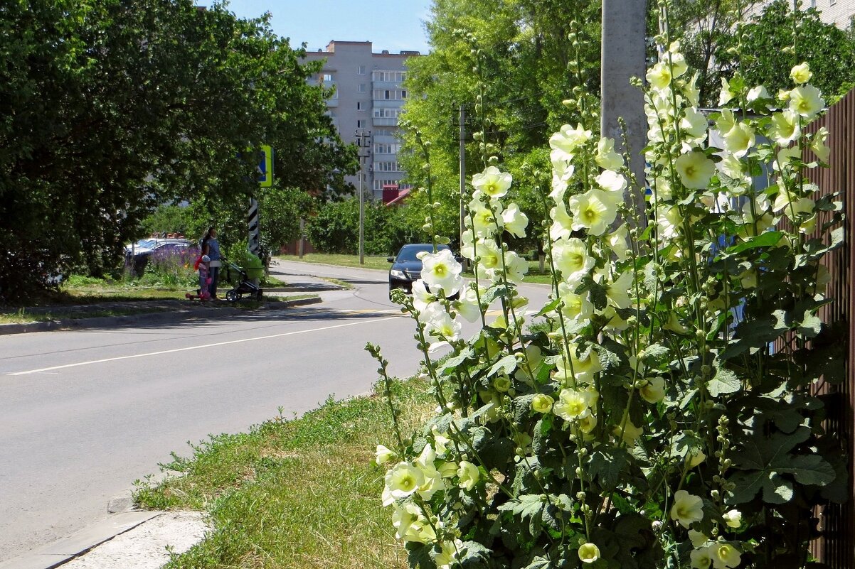 Летний сюжет - Татьяна Смоляниченко