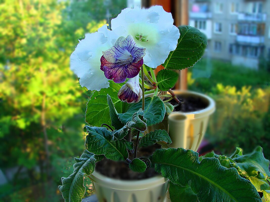 Лето на балконе. - ANNA POPOVA