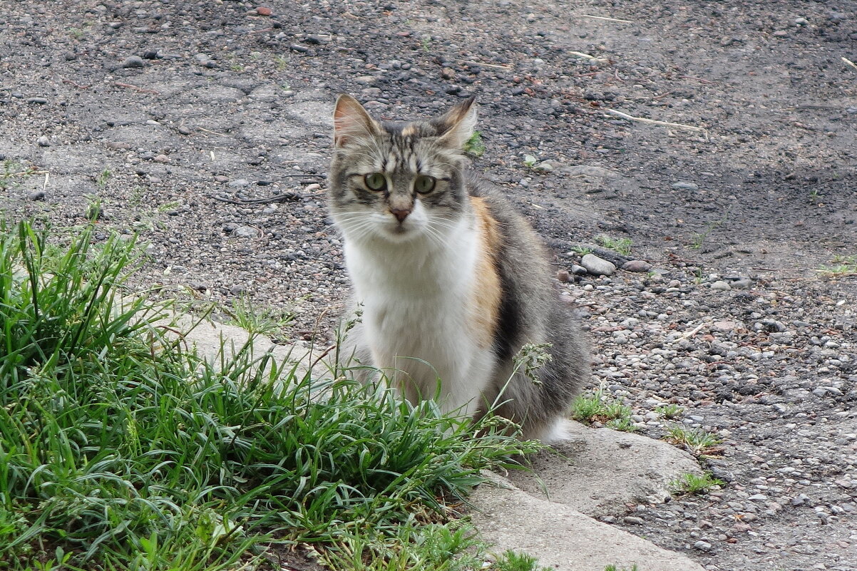 Котишка - Маргарита Батырева