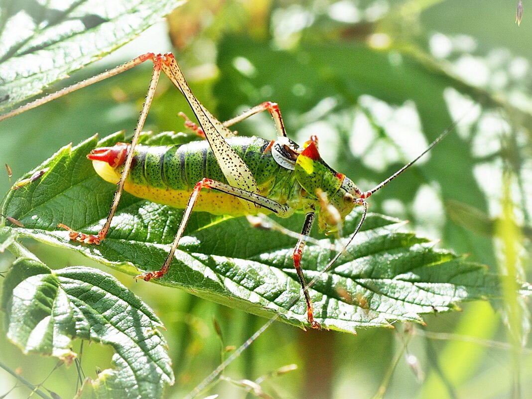 Кузнечик Пластинохвост обыкновенный - Leptophyes albovittata (редкий вид) - wea *