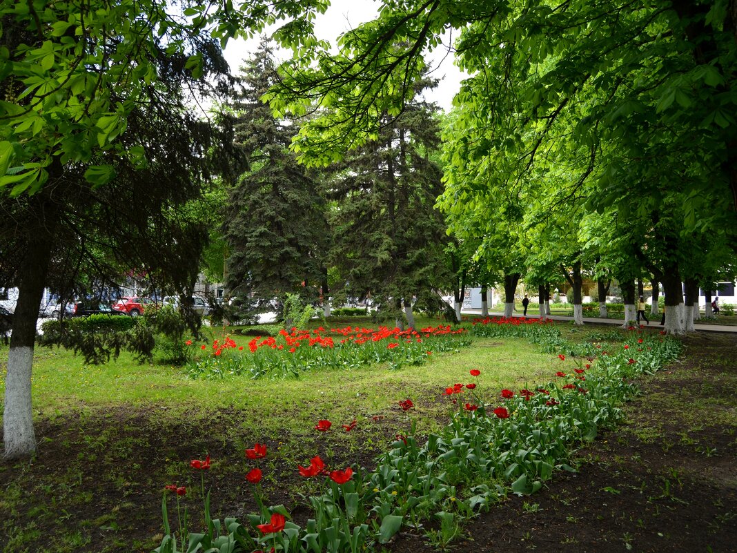 Шахты. Цветут тюльпаны в сквере на пл. Ленина. - Пётр Чернега