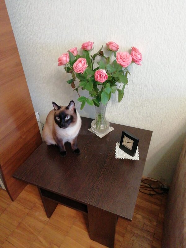 Кошка и розы - Татьяна Р 