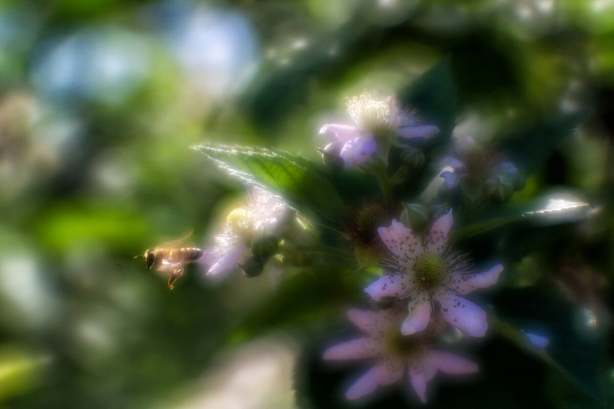 Ежемалиновая пчела в ахромате - Андрей Селиванов