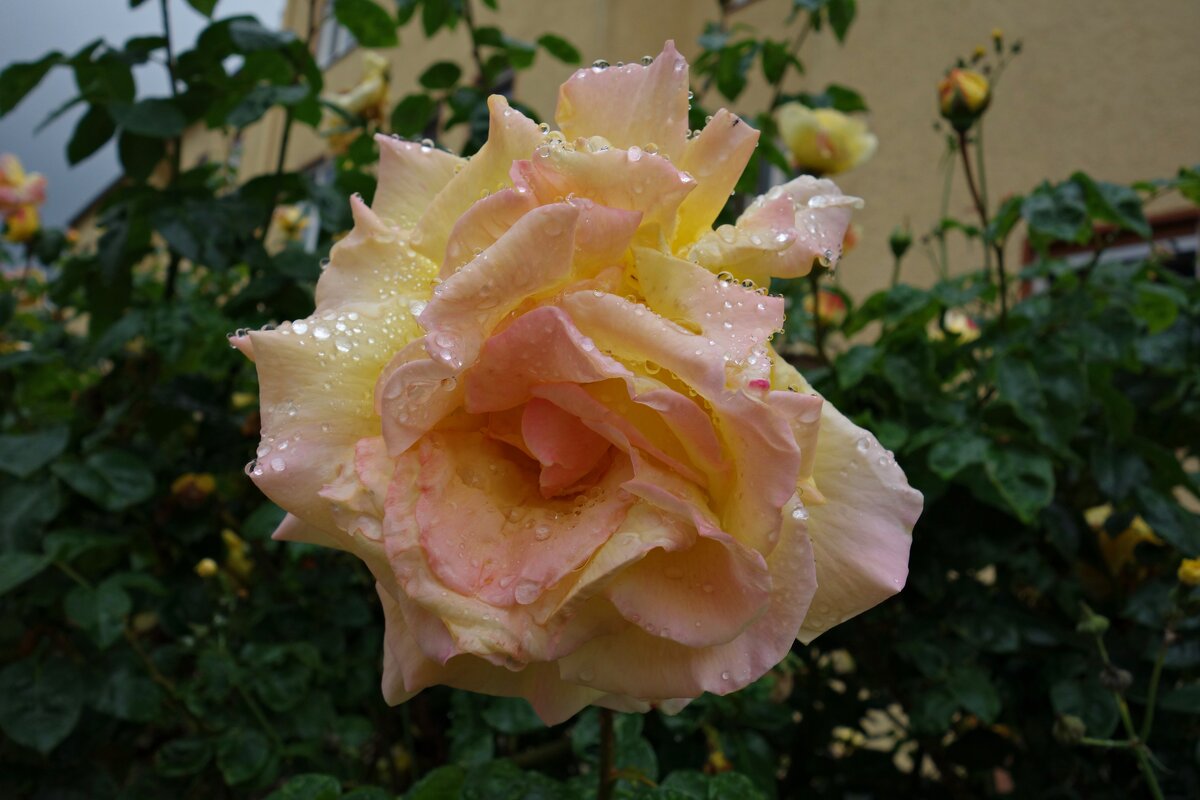 Веселый дождь канкан танцует, И розу каплями целует... - Galina Dzubina