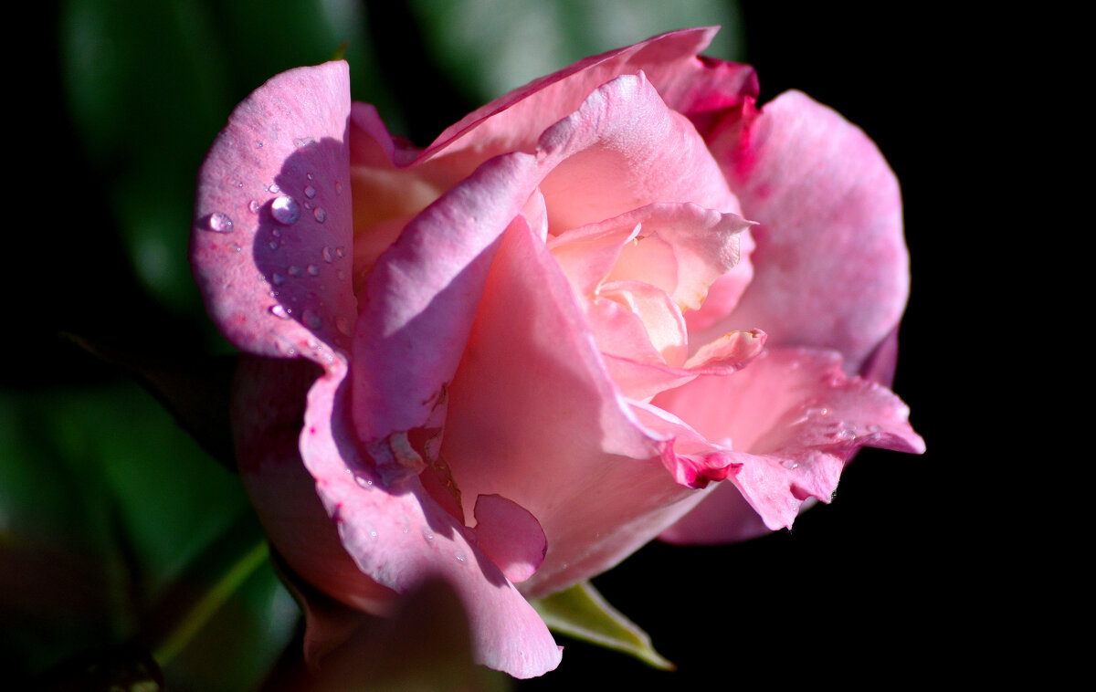 Розовая роза вестница любви... - Nina Streapan