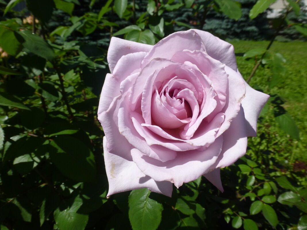 Роза в саду при храме - Наиля 