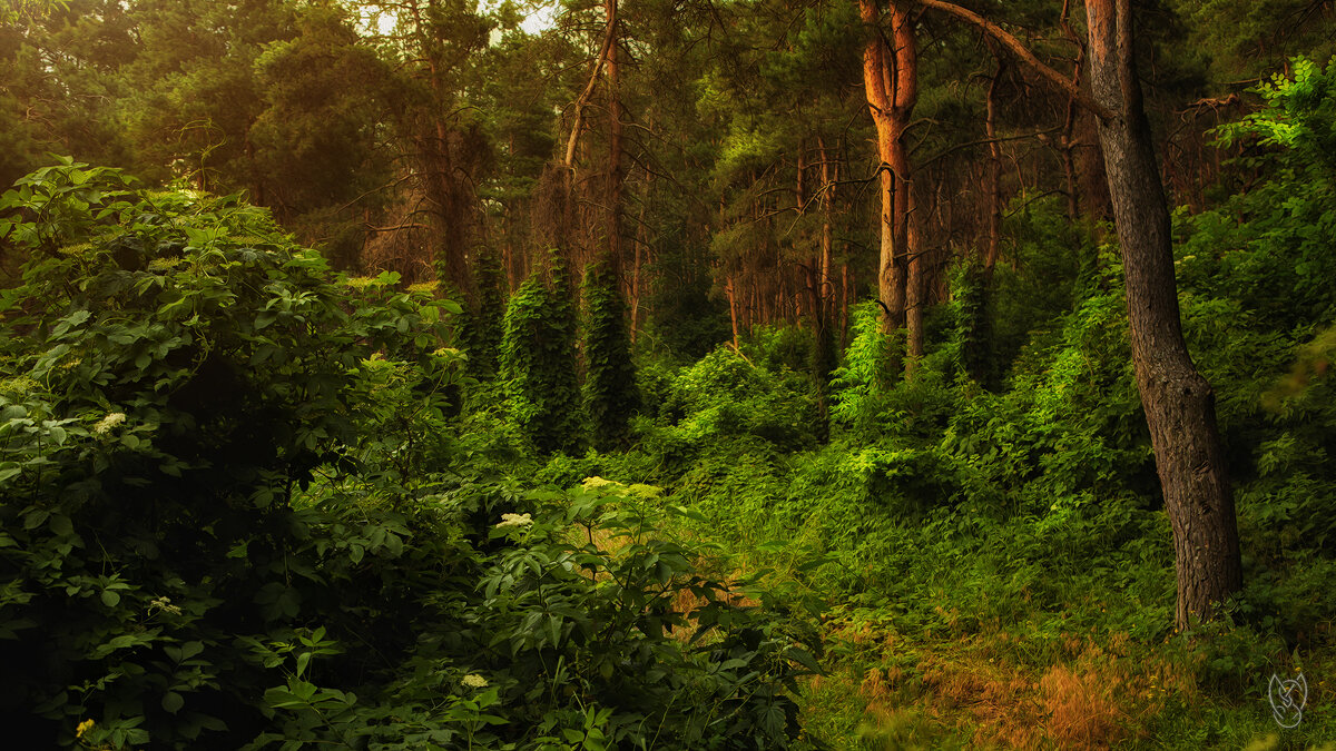 Прогулка в лес - Сергей 