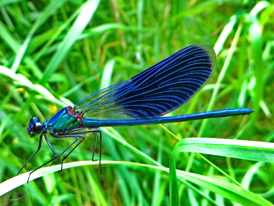 Красотка блестящая (лат. Calopteryx splendens) - ivan 