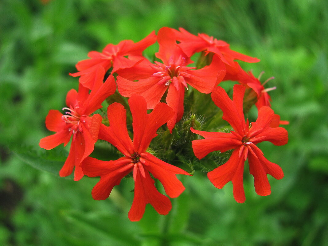 Необыкновенная Зорька обыкновенная (Lychnis chalcedonica) | Сад в город! | Дзен