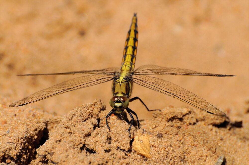 Стрекоза решётчатая(Orthetrum cancellatum) - Иван 