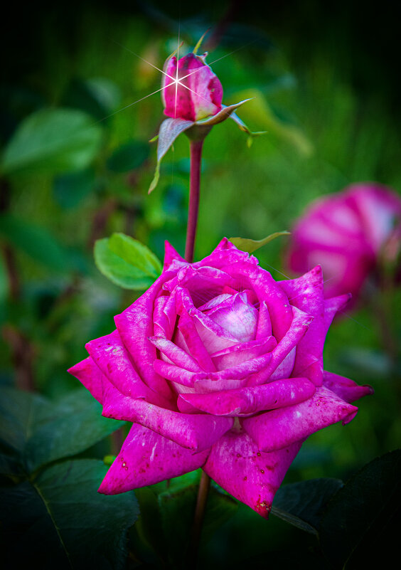 Роза — она, как женщина, нежна, элегантна, застенчива... - Виктор Малород