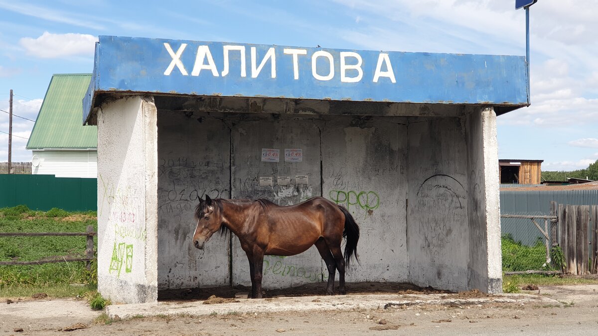 ПРОСТИТЕ... НЕ ПОДСКАЖЕТЕ, КОГДА СЛЕДУЮЩИЙ АВТОБУС? - Володька Завитушкин