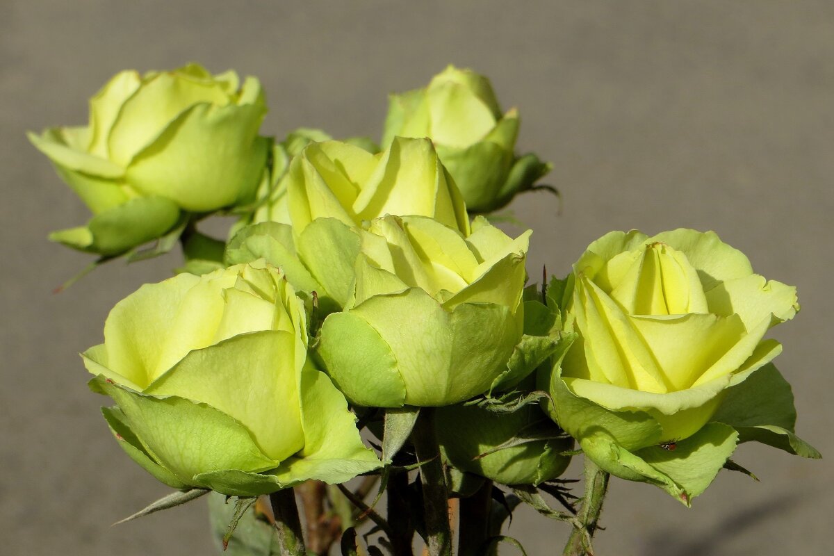 Жёлто-зелёные - необычный цвет роз - Татьяна Смоляниченко
