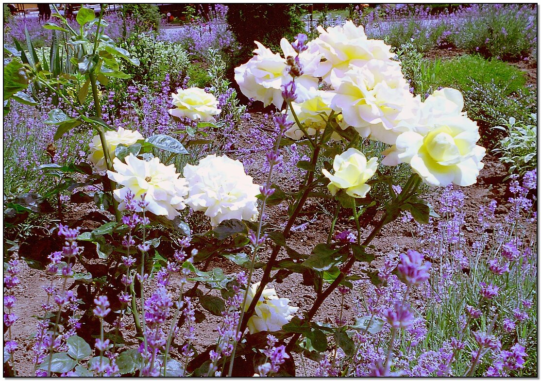 Розы и лаванда - Людмила 