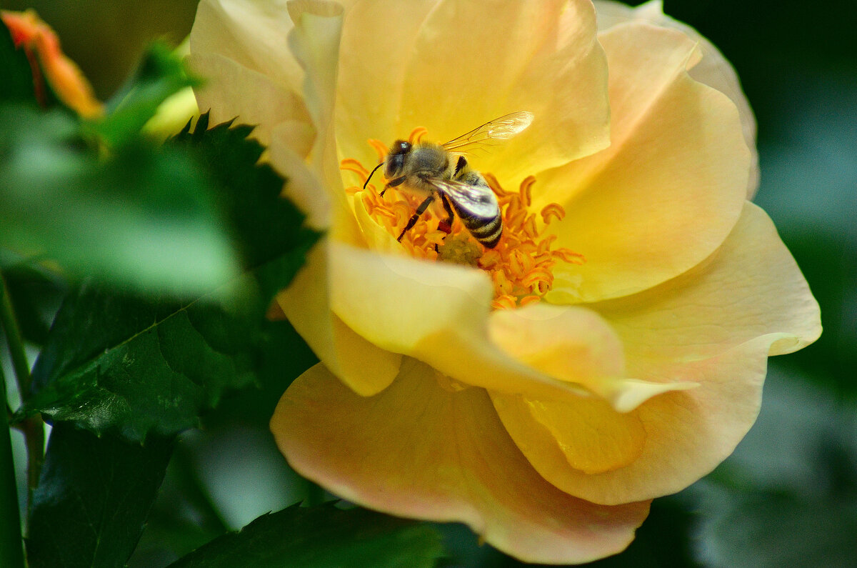 Пчела и роза... - Михаил Болдырев 