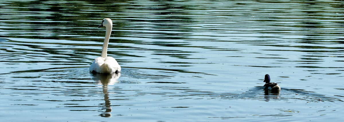 Лебеди на Городищенском озере. Изборско-Мальская долина - Павел 