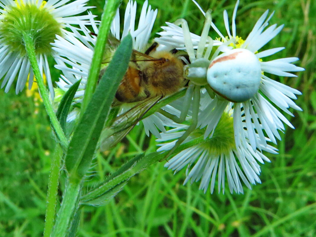Трагедия под цветком. Паук Misumena vatia - Мизумена косолапая жертва пчела. - ivan 