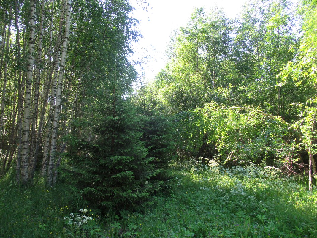 В лесу - Елена Павлова (Смолова)