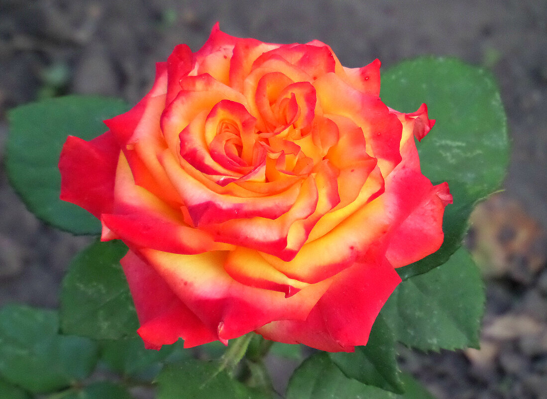 Роза - символ совершенства - MarinaKiseleva 