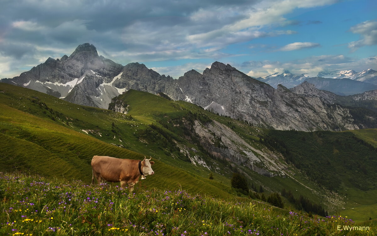 альпийская корова - Elena Wymann
