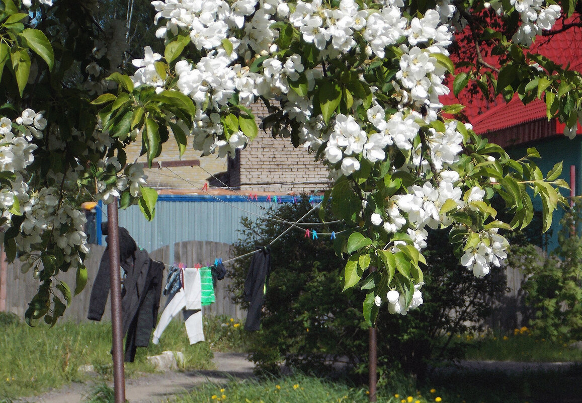 2. Расцветают по очереди - яблоня - Фотогруппа Весна