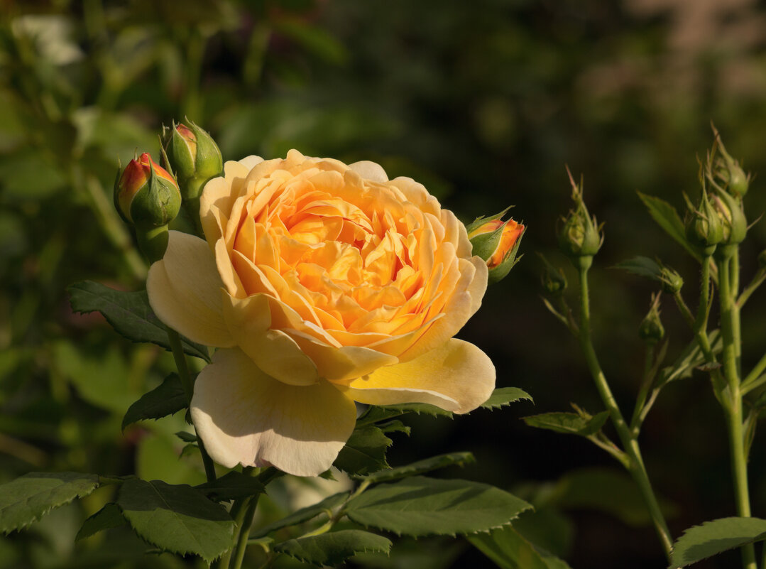 Жёлто-оранжевая роза - Aнна Зарубина