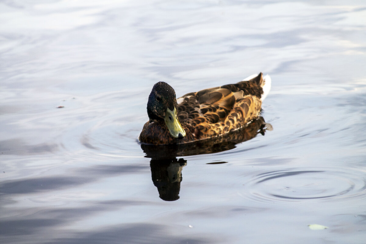 Duck - Елизавета Коломенцева